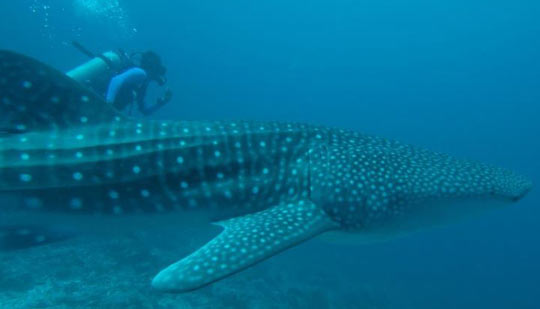 CMRI-Whale-Shark_Credit-Con