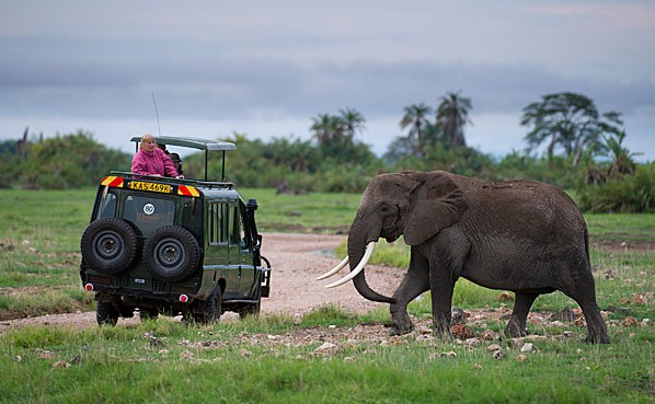 Tourist watching an African elephant while on game drive Amboseli National Park, Kenya. © Africaimagelibrary.com