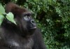 gorilla trekking impenetrable forest bwindi uganda