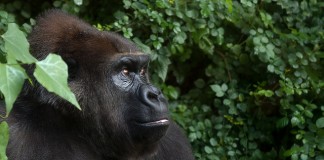 gorilla trekking impenetrable forest bwindi uganda