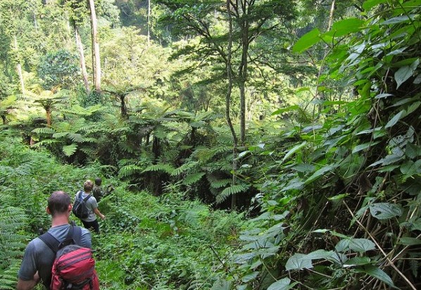 Gorilla hiking impenetrable forest bwindi uganda