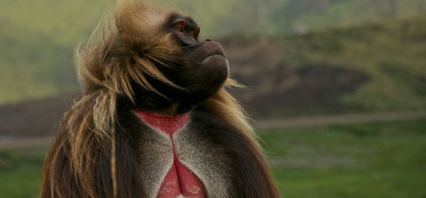 The Gelada ‘bleeding heart’ baboon – endemic to the highlands of Ethiopia Image – Sam McManus