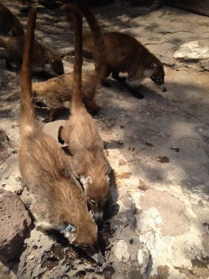 A family of coatis, raccoon-like animals in Tepoztlán, Mexico.